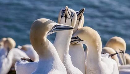 开云体育官网入口-政府资金投入助力威尔士青训体系建设，威尔士2022