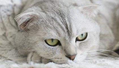 开云体育官网入口-政府资金投入助力威尔士青训体系建设，威尔士2022