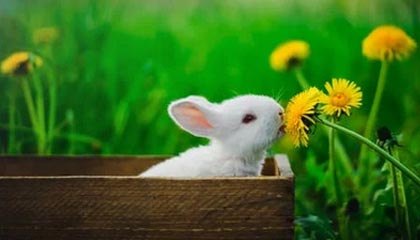 开云体育官网入口-政府资金投入助力威尔士青训体系建设，威尔士2022